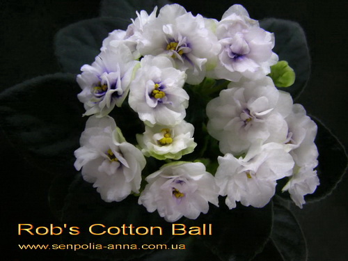  Rob's Cotton Ball 