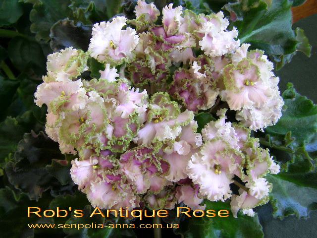  Rob's Antique Rose 