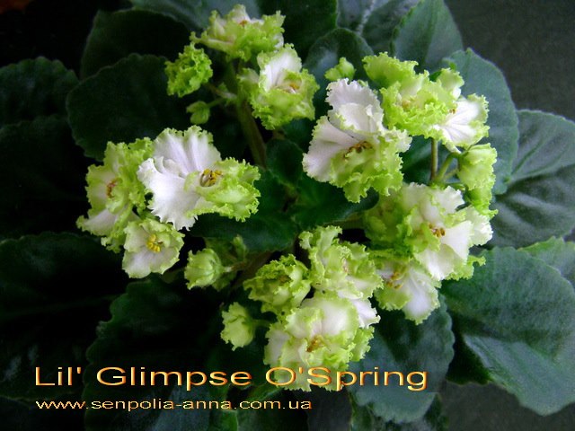 Фиалка Spring Фото