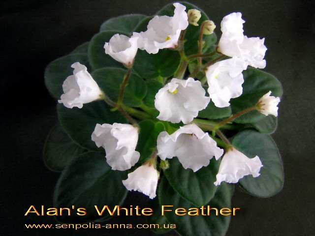  Alan's White Feather 