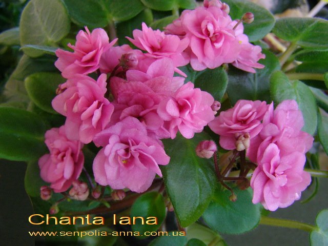  Chanta Iana 