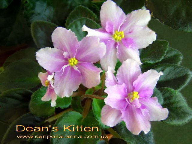  Dean's Kitten 