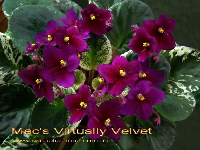 Mac's Virtually Velvet 