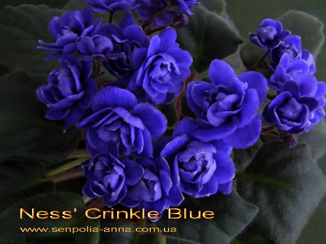  Ness' Crinkle Blue 