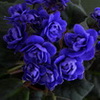 Фиалка Ness' Crinkle Blue