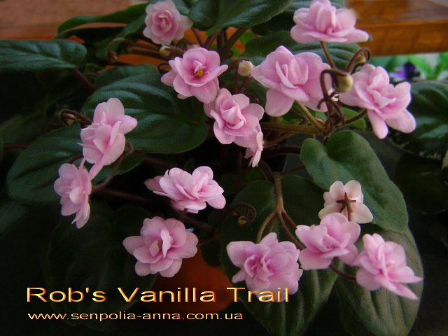  Rob's Vanilla Trail 