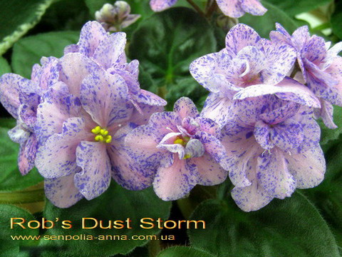  Rob's Dust Storm 
