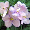 Фиалка Striped Honey