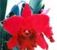 Орхидея Brassolaeliocattleya (South Ghyll X Pirate King) 'ORCHIS