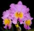 Орхидея Brassolaeliocattleya Triumphal Coronation 'Seto'