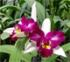 Орхидея Brassolaeliocattleya Haw Yuan Beauty 
