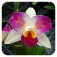 Орхидея Brassolaeliocattleya Haw Yuan Beauty