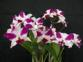 Орхидея Brassolaeliocattleya Hwa Yuan Beauty
