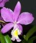 Орхидея Cattleya Miva Breeze