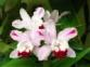 Орхидея Cattleya Mivaglossa