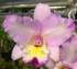  Laeliocattleya Bob Pussavat 