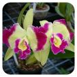  Laeliocattleya Kat Green Cherry