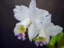  Laeliocattleya Puppy Love 