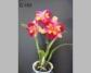 Орхидея Laeliocattleya ( Colorama X Blc. Tzeng Wen Beauty) 'ORCHIS'