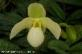 Орхидея Paphiopedilum Delenatii X Pinocchio