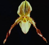 Орхидея Paphiopedilum Glaucophyllum X Philippinense 