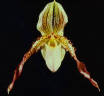  Paphiopedilum Glaucophyllum X Philippinense