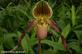 Орхидея Paphiopedilum Honey