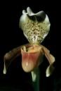 Орхидея Paphiopedilum Insigne