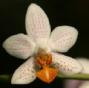 Орхидея Phalaenopsis Mini Mark
