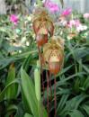 Орхидея Phragmipedium Grande 