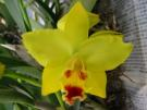 Орхидея Potinara Ah Chung Yoyo “Orchis”