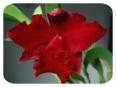 Орхидея Potinara Ching Hua Flame 'Red Rose'