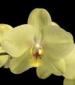 Орхидея Phalaenopsis Brother Rush Sogo 