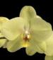  Phalaenopsis Brother Rush Sogo 