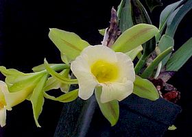 Орхидея Trichopilia Turialbae 