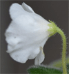 Фиалка Alan`s White Feather