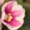 Фиалка Cherry Princess