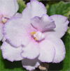 Фиалка Fredette's Risen Star