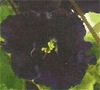 Фиалка Ma`s Purple Poodle