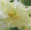 Фиалка Mellow Yellow