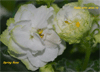 Фиалка Spring Rose