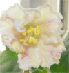 Фиалка Sunkissed Rose