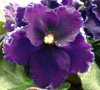 Фиалка Apache Midnight