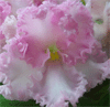 Фиалка Rosie Ruffles