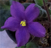 Фиалка Ma's Fleur de Lis