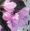 Фиалка Pink Tulip