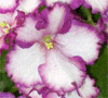 Фиалка Ultra Violet Saturn