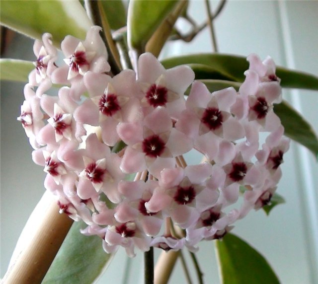  Hoya  carnosa variegata Crimson Queen 