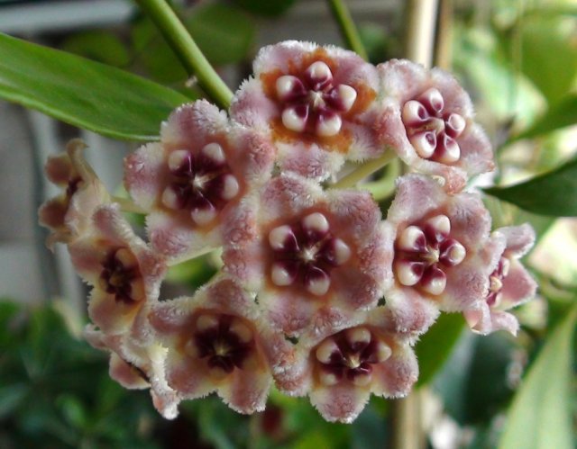  Hoya meliflua 