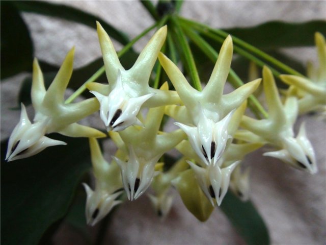  Hoya multiflora 